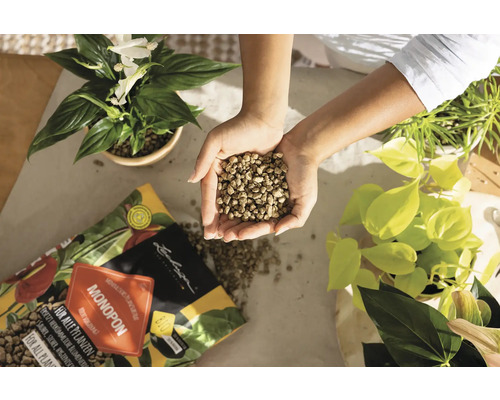 Persoon houdt hydrokorrels in haar handen naast kamerplanten en een pak Lechuza Monopon plantenvoeding.