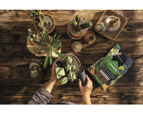 Persoon plant cactussen met cactusgrond op een houten tafel