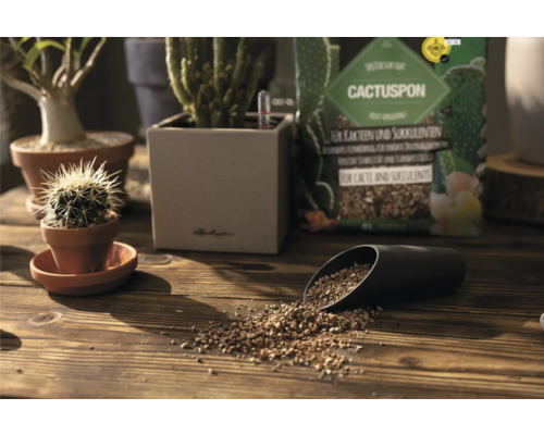 Scene met cactus, vetplanten en een pak cactusgrond op een houten tafel.