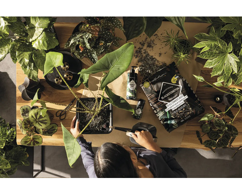 Bovenaanzicht van een persoon die een kamerplant verpot, omringd door potgrond, plantenverzorgingsproducten en diverse andere kamerplanten op een houten tafel.