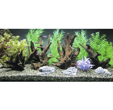 Aquarium met decoraties, wortelhout, stenen, waterplanten en vissen