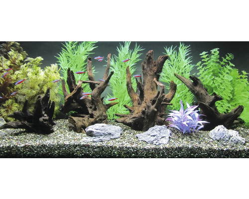 Aquarium met decoraties, wortelhout, stenen, waterplanten en vissen