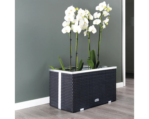 Decoratieve orchideeën in een gevlochten plantenbak