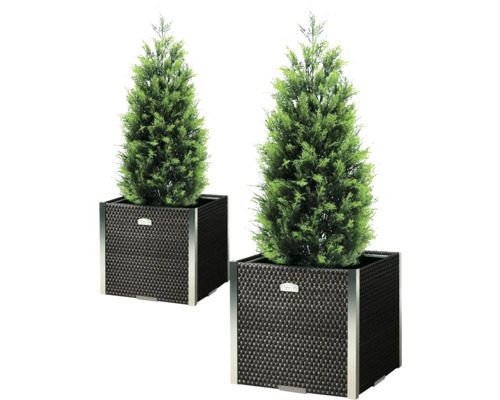 Twee zuilcipressen in gevlochten plantenbakken voor buiten