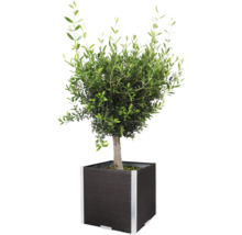 Olijfboom in pot