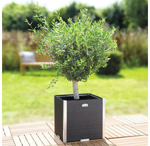 Olijfboom in vierkante plantenbak op een houten terras in de tuin.