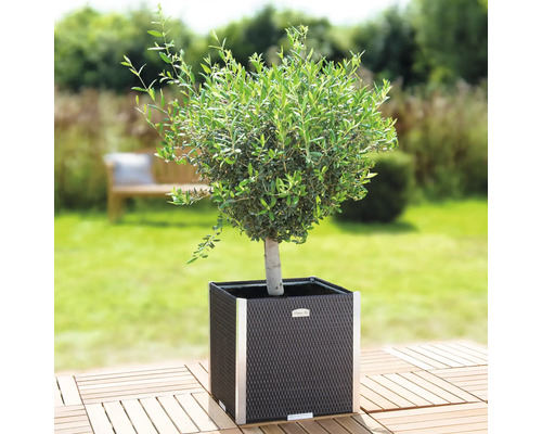 Olijfboom in vierkante plantenbak op een houten terras in de tuin.