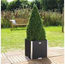 Kegelvormige buxus in zwarte plantenbak met zilverkleurige accenten in de tuin.