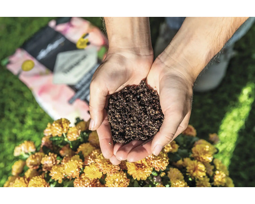 Een hand houdt potgrond boven een chrysant.