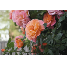 Close-up van rozenbloemen met bladeren