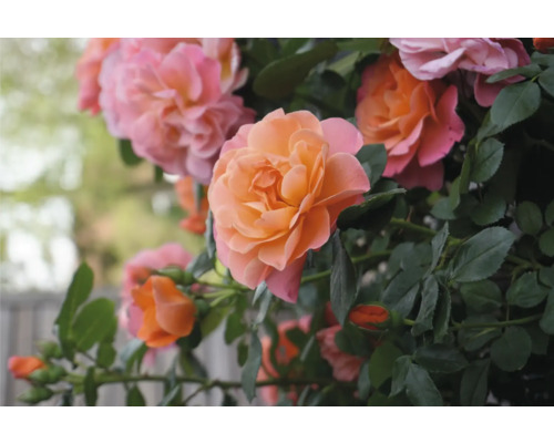 Close-up van rozenbloemen met bladeren