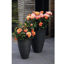 Twee plantenbakken met rozen op een terras