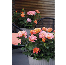 Rozen in plantenbakken op een terras met zitgelegenheid