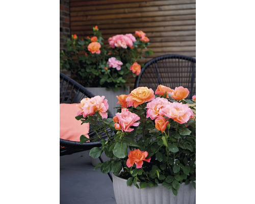 Rozen in plantenbakken op een terras met zitgelegenheid
