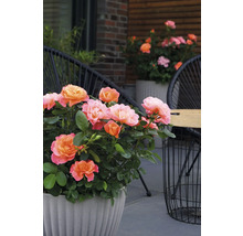 Rozen in pot op een terras