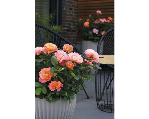 Rozen in pot op een terras