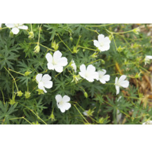 FLORASELF Ooievaarsbek Geranium sanguineum Ø 11 cm