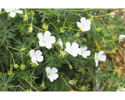 Close-up van een witte ooievaarsbek plant