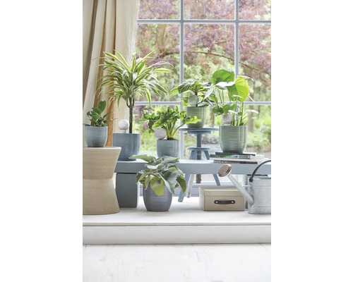 Kamerplanten in potten op een tafel voor een raam.