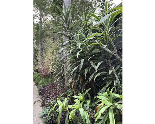Weelderige vegetatie met verschillende plantensoorten in een tuin.