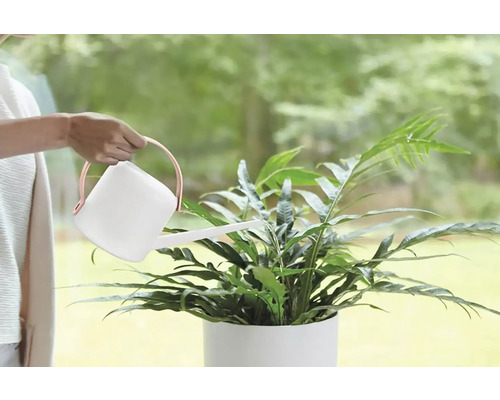 Een persoon geeft een kamerplant water met een gieter.