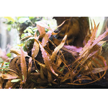 Aquarium met waterplanten