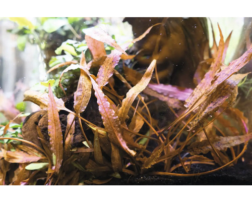 Aquarium met waterplanten