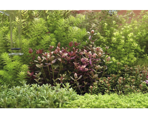 Aquarium met diverse waterplanten