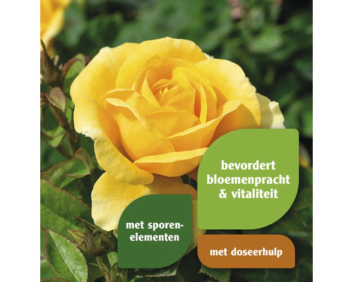 Gele roos met informatie over sporenelementen, doseerhulp en bevordering van bloemenpracht en vitaliteit