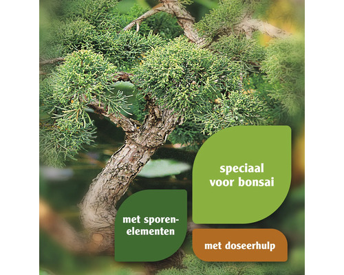 Close-up van een bonsai boom