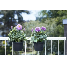 Twee dahlia''s in hangpotten op een balkon