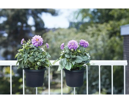 Twee dahlia''s in hangpotten op een balkon