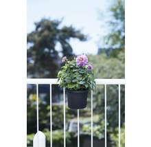Dahlia in een pot, bevestigd aan een balkonreling.