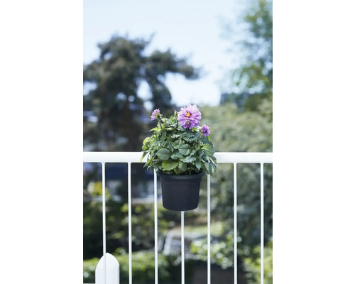 Dahlia in een pot, bevestigd aan een balkonreling.