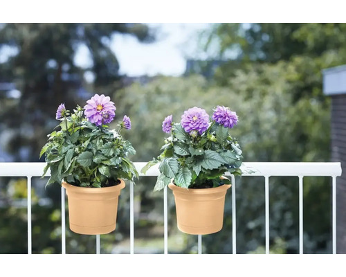 Twee dahlia''s in potten hangen aan een balkonreling.