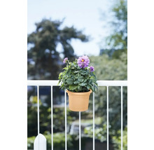 Bloempot met paarse bloemen op een balkonreling