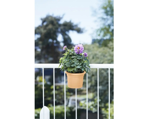 Bloempot met paarse bloemen op een balkonreling