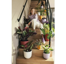 Vrouw zit op een trap, omringd door kamerplanten in gekleurde bloempotten.