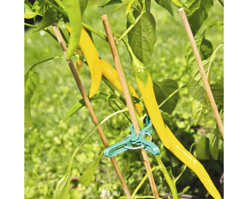 Gele puntpaprika met plantenklem en plantenstok in de tuin.