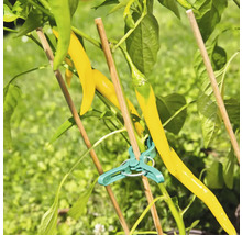 FLORASELF Bamboestokken 40 cm 10 st.