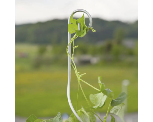 Plant die op een klimrek groeit