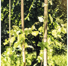 Wijnranken groeien op bamboestokken in de tuin.