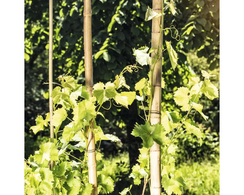 Wijnranken groeien op bamboestokken in de tuin.