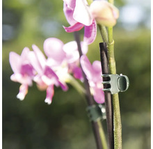 FLORASELF Orchideeën clips groen 10 st.