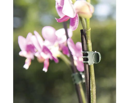 Orchidee met plantclips om de plantengroei te ondersteunen