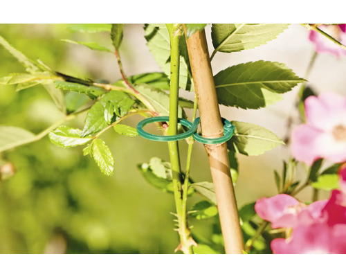 Plant met groene plantenbinders aan de stok bevestigd
