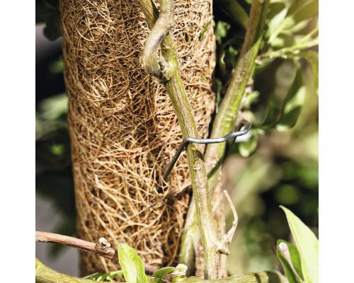 Kokosmat met plantenbevestiging