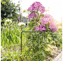 FLORASELF Plantensteun 40x100 cm