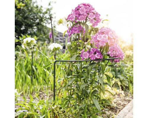 Bloembed met roze en witte anjers, ondersteund door een plantensteunring.