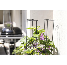 FLORASELF Plantensteun H 125 cm